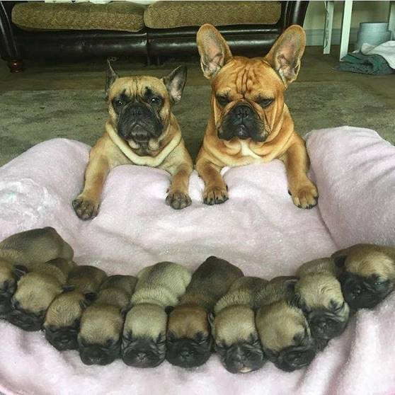Family Photo Canine Style From World Of Adorable Animals Facebook Page