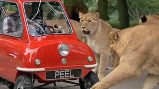 Peel P50 And Lions